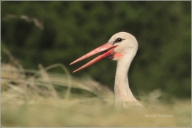 <p>ČÁP BÍLÝ (Ciconia ciconia) ------ /White stork - Weißstorch/</p>